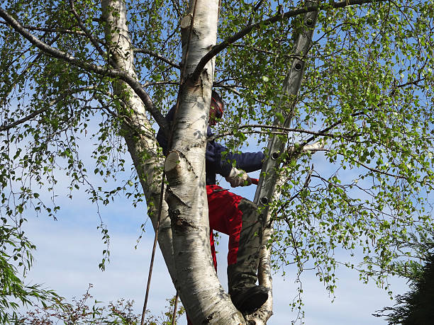 Best Root Management and Removal  in Ferndale, PA