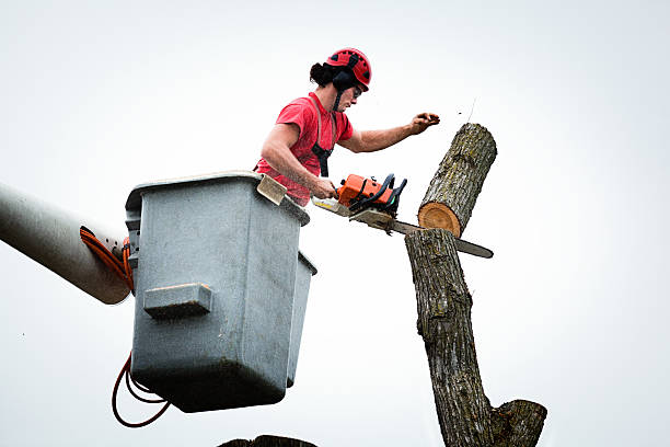 Best Arborist Consultation Services  in Ferndale, PA